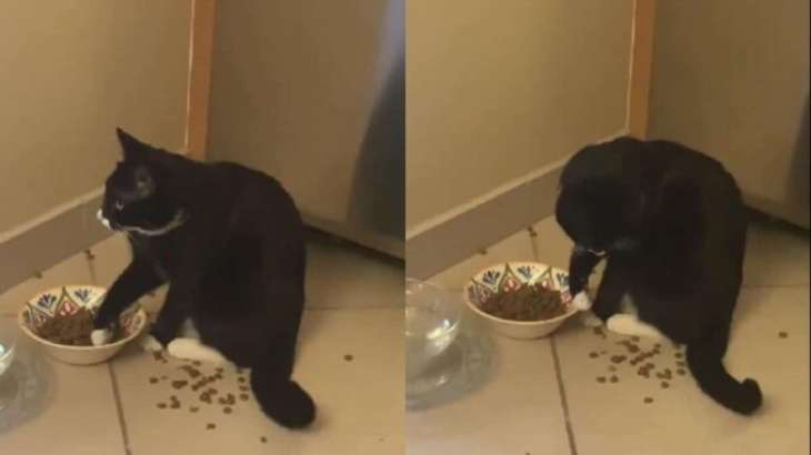 Забавная кошка демонстративно разбрасывала корм и стала звездой Сети.