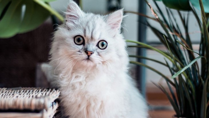 Танцующий кот стал звездой мемов (ФОТО)