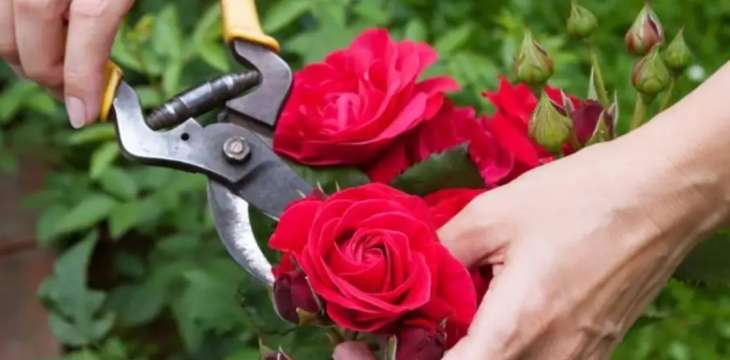 Как правильно ухаживать за розами осенью: советы садоводов
