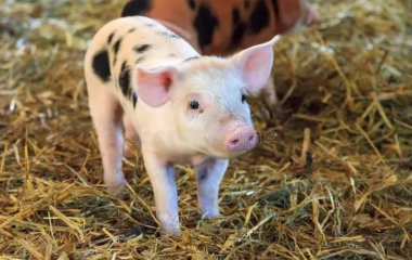 Сеть рассмешила милый поросенок, который хочет лежать на диване, несмотря на запреты.