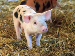 Мережа розсмішила милий порося, яке хоче лежати на дивані, незважаючи на заборони.