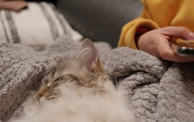 Не через тепло і не через звичку: ось чому кіт насправді спить біля господаря