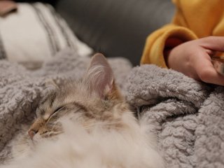 Не через тепло і не через звичку: ось чому кіт насправді спить біля господаря