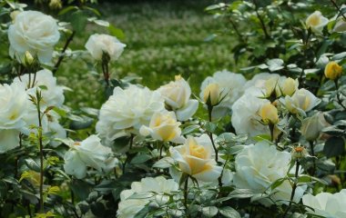День ангела 8 липня: кого та як вітати з іменинами