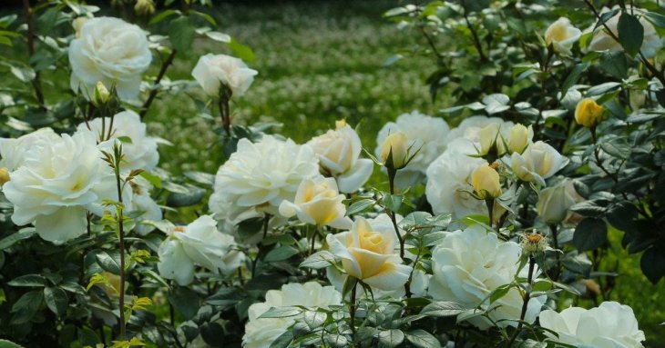 День ангела 8 липня: кого та як вітати з іменинами
