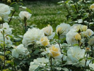 День ангела 8 липня: кого та як вітати з іменинами