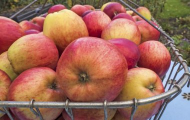 Дієтолог назвав продукти, які позбавляють поганого холестерину