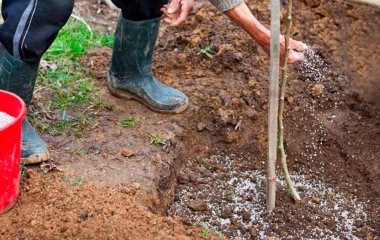 Перше підживлення плодових дерев та ягідних кущів навесні: коли і чим підгодувати рослини