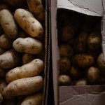 Що можна і не можна садити поруч з картоплею для відмінного врожаю