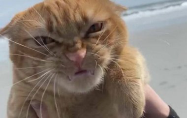 Сети насмешила красноречивая реакция кота на плохую погоду (ФОТО)