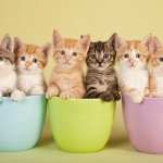 Маленький котенок рассмешил «танцем» на скользком полу (ВИДЕО)