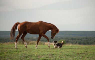 Новый хит: собака отправилась в конюшню, чтобы поделиться едой с собакой