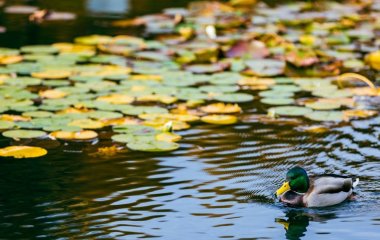Вікно у потойбіччя: моторошна історія 