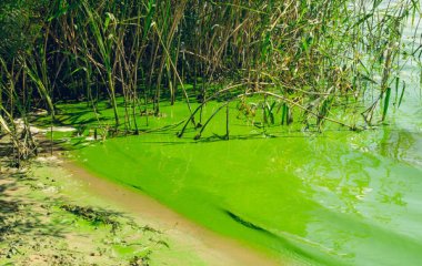 Цвітіння водоростей пов'язали із психічними проблемами у людей