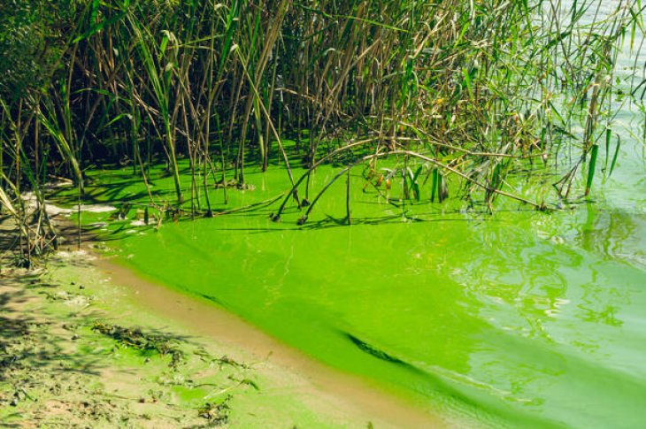 Цвітіння водоростей пов'язали із психічними проблемами у людей