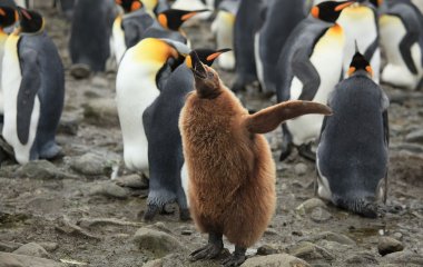 Однополой паре пингвинов разрешили стать приёмными родителями (ФОТО)