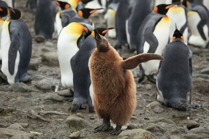 Однополой паре пингвинов разрешили стать приёмными родителями (ФОТО)