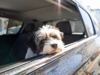 Собака прославилась на весь мир благодаря необычной стрижке (ВИДЕО)