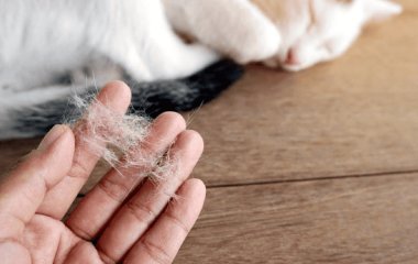 Як очистити дім від шерсті улюбленців без пилососа: перевірені методи