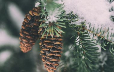 День ангела 30 січня: кого та як вітати з іменинами
