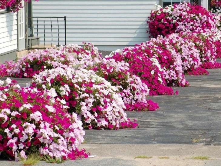 5 способов оформления сада с помощью цветов в контейнерах
