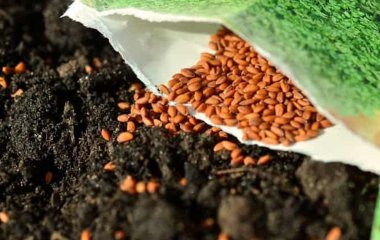 Яке насіння краще купувати 2026 року: огляд асортименту овочів для посіву від фахівця