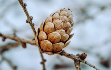 Агрономи поділилися секретом з дачниками: ось які чотири справи важливо зробити в саду взимку