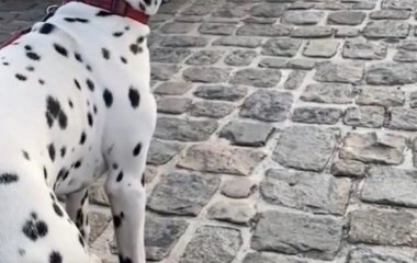 Хозяйка сняла на видео веселую реакцией далматина на звуки духового оркестра