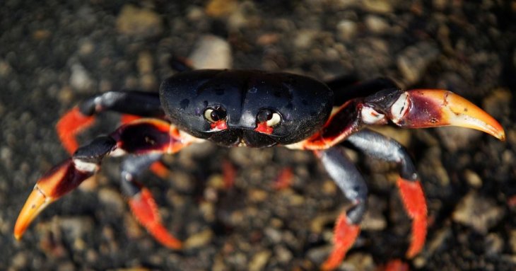 Чому краби ходять боком: вчені нарешті знайшли відповідь