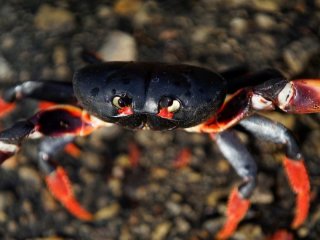 Чому краби ходять боком: вчені нарешті знайшли відповідь
