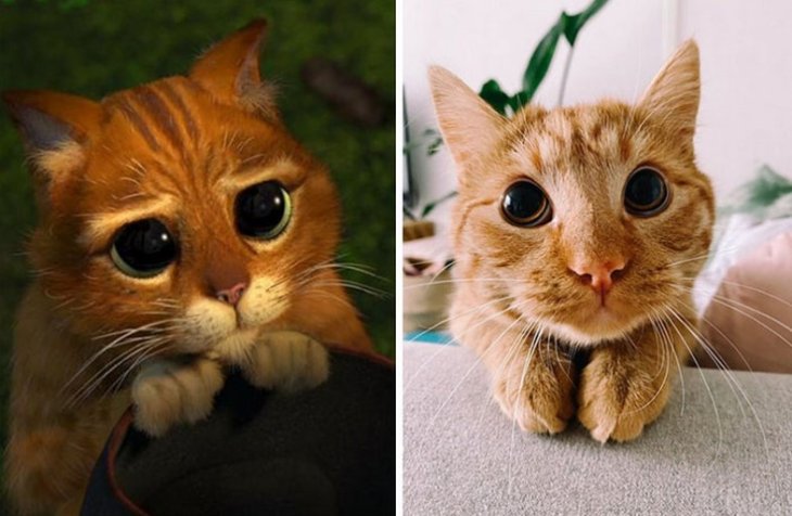 Сети насмешил домашний питомец, похожий на кота из «Шрека» (ФОТО)
