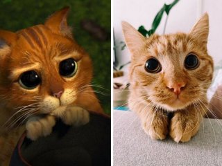 Сети насмешил домашний питомец, похожий на кота из «Шрека» (ФОТО)