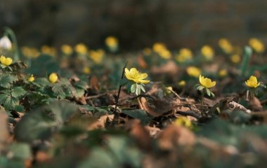День ангела 13 березня: кого та як вітати з іменинами