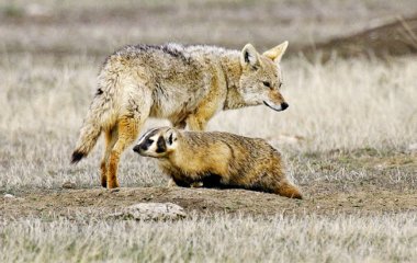 На камеру попали дикие койот и барсук, оказавшиеся друзьями