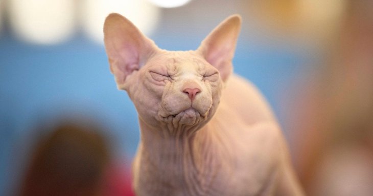 Правда про те, чому коти муркотять