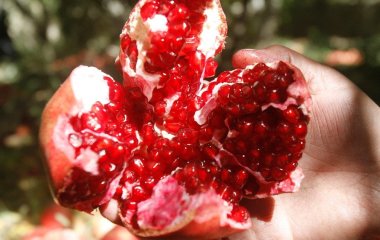 Названо 11 продуктів із потужною антиоксидантною дією: що варто додати до раціону
