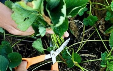 Коли і для чого обрізати вуса полуниці: повний гід для садівників