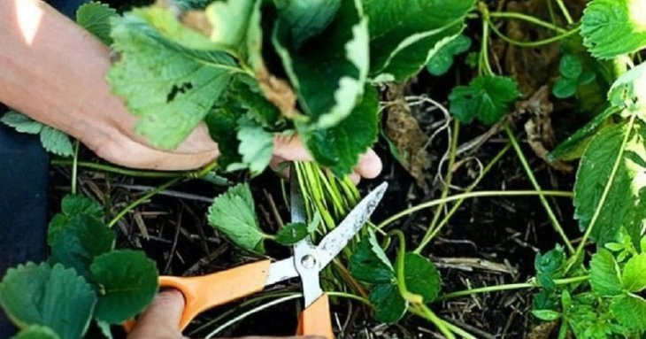 Коли і для чого обрізати вуса полуниці: повний гід для садівників