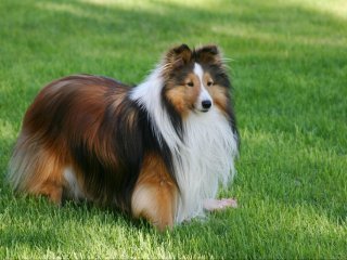 Сети покорила собака, ставшая «телохранителем» для маленькой девочки (ВИДЕО)