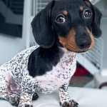 Щенок показал, как нужно расслабляться в бассейне (видео)