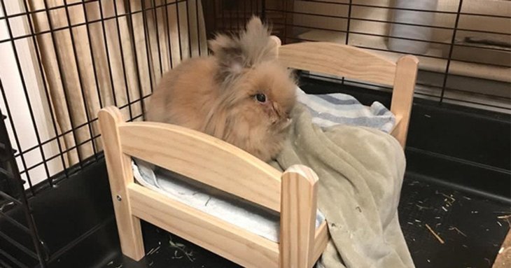 Найстаріший кролик планети: скільки йому років та фото