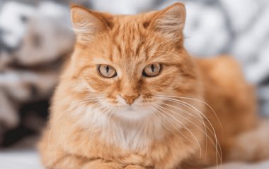Жінці виписали шалений штраф за прогулянку кота у сусідському саду