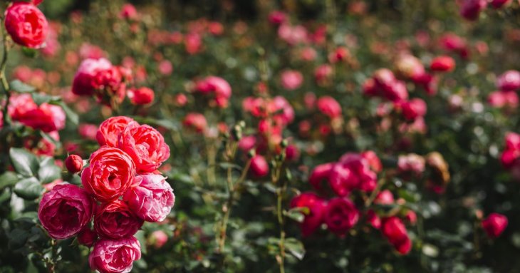 Розведіть це водою і полийте троянди: стільки бутонів ви ще не бачили — кущі цвістимуть увесь сезон