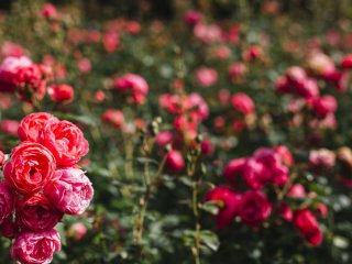 Розведіть це водою і полийте троянди: стільки бутонів ви ще не бачили — кущі цвістимуть увесь сезон