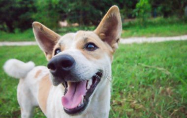 90 % людей не видят собаку на фото, а она есть