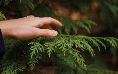 Що посадити замість туй: кущ, який швидко створить щільну зелену огорожу