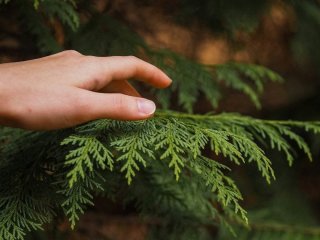 Що посадити замість туй: кущ, який швидко створить щільну зелену огорожу