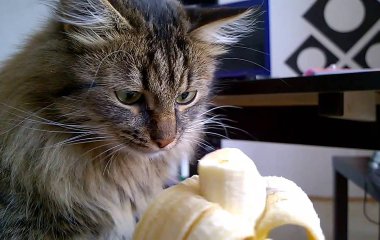 В Сети стало популярным видео с кошечкой, которая так аппетитно ест банан.