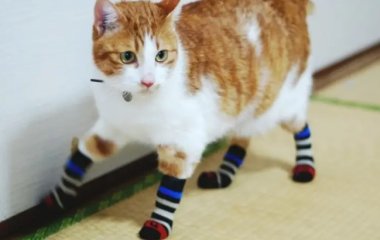 Новый хит: забавная реакция кота на носки (ВИДЕО)