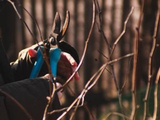 Не поспішайте обрізати сад: сім рослин, які краще залишити до весни